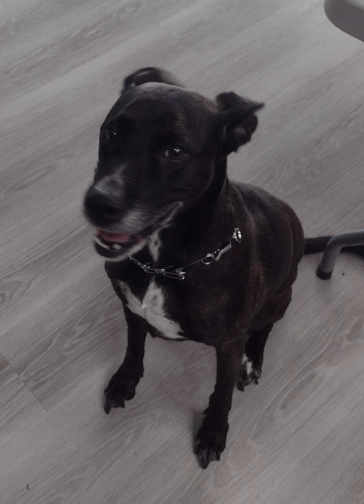 One of our mentor's dogs, rain, asking for food while we work on spreadsheets. 